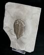 Dalmanites - Classic NY Trilobite #11455-4